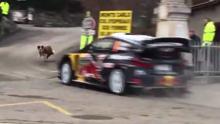 O Ogier αποφεύγει αριστοτεχνικά σκυλάκι